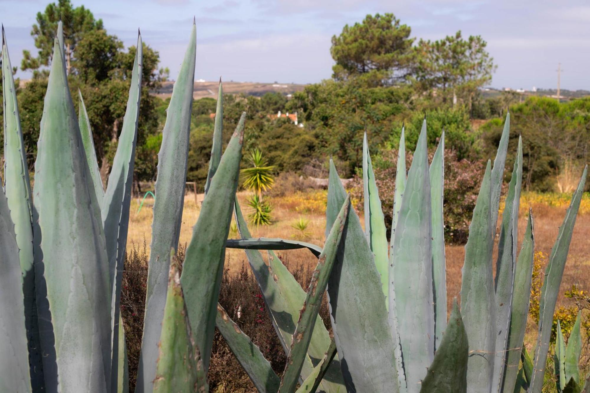Monte Da Urze Aljezur - Agroturismo Eksteriør billede